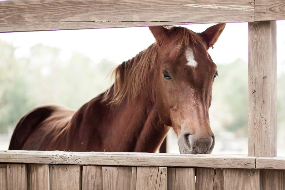 Horse stands in stable, Boals Farm, Charleston, South Carolina Kate Timbers Photography. http://katetimbers.com #katetimbersphotography // Charleston Photography // Inspiration