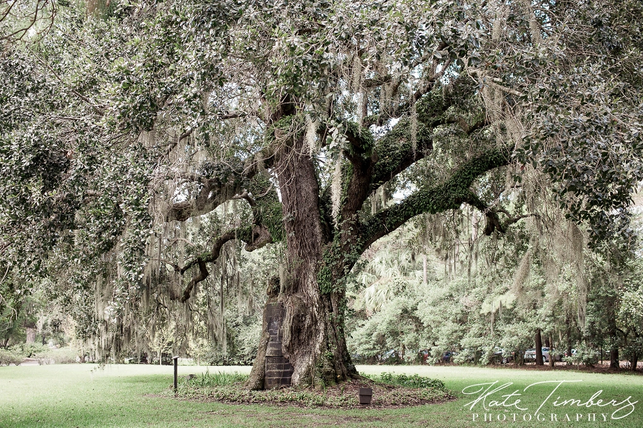 Spanish moss hangs off of an oak tree, Magnolia Plantation. Kate Timbers Photography. http://katetimbers.com