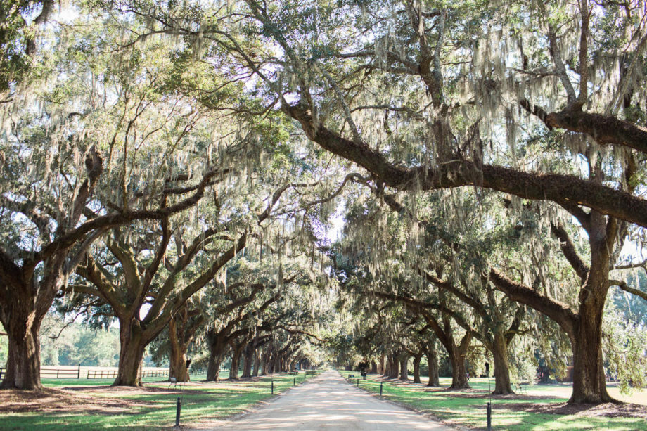 Avenue of Oaks will be where ceremony will be, Boone Hall Plantation, Charleston, South Carolina. Kate Timbers Photography. http://katetimbers.com