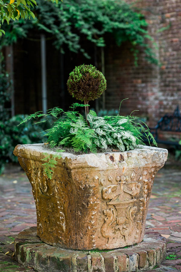 Plant is in open courtyard, Boone Hall Plantation, Charleston, South Carolina. Kate Timbers Photography. http://katetimbers.com