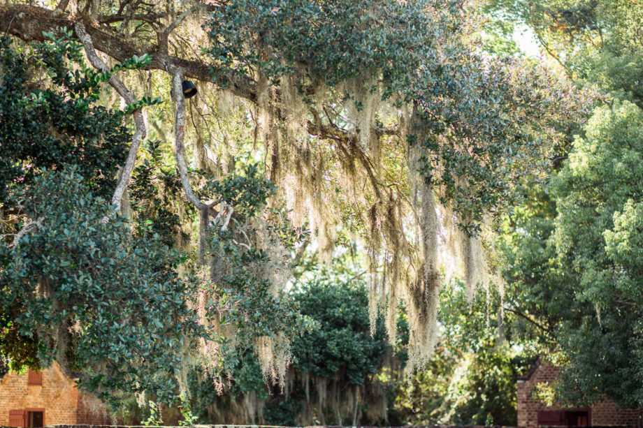 Sun shines through spanish moss, Boone Hall Plantation, Charleston, South Carolina. Kate Timbers Photography. http://katetimbers.com