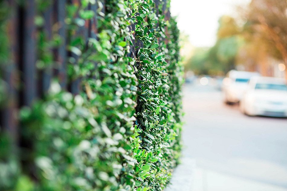 Ivy growing on iron gates by St. Philip's. Kate Timbers Photography. http://katetimbers.com #katetimbersphotography // Charleston Photography // Inspiration