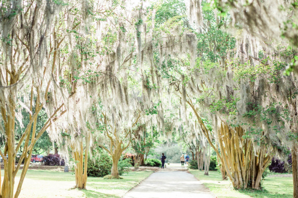 Pathway of trees have spanish moss hanging from them, Hampton Park, Charleston, South Carolina Kate Timbers Photography. http://katetimbers.com #katetimbersphotography // Charleston Photography // Inspiration