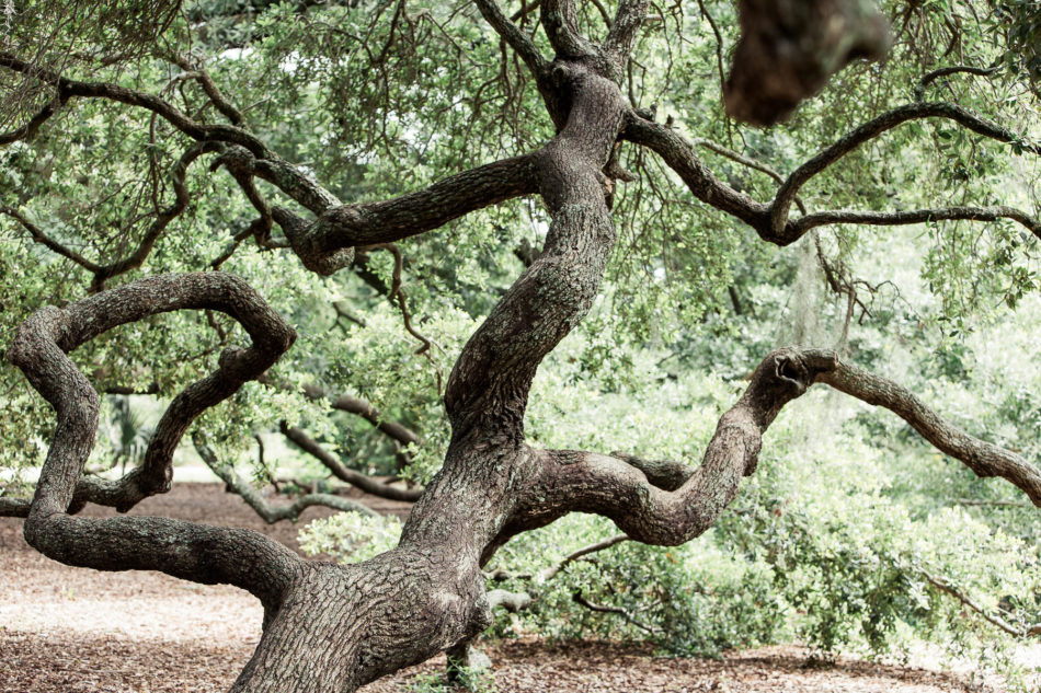 Oak tree branches, Hampton Park, Charleston, South Carolina. Kate Timbers Photography. http://katetimbers.com