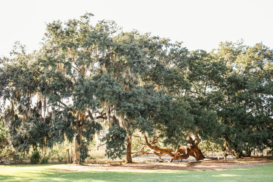 Sun shines through oak covered in spanish moss, Boone Hall Plantation, Charleston, South Carolina. Kate Timbers Photography. http://katetimbers.com
