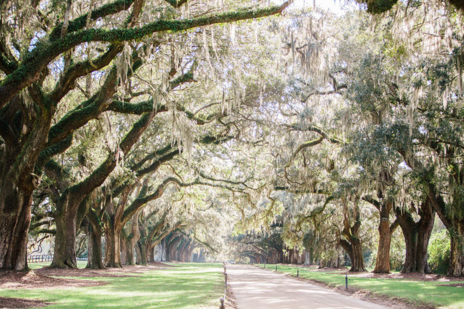 The avenue of oaks is breathtaking, Boone Hall Plantation, Charleston, South Carolina. Kate Timbers Photography. http://katetimbers.com #katetimbersphotography // Charleston Photography // Inspiration