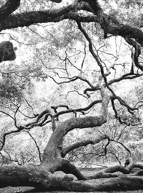 Tree branches of the Angel oak tree in Charleston, SC Kate Timbers Photography. http://katetimbers.com #katetimbersphotography // Charleston Photography // Inspiration