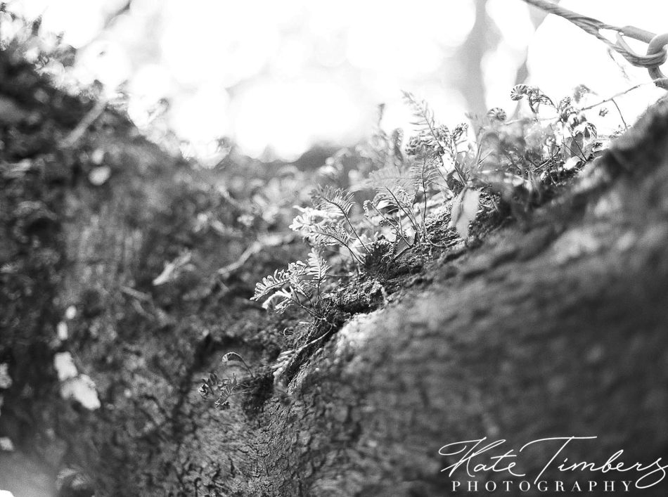 Tree bark and plant in Charleston, SC Kate Timbers Photography. http://katetimbers.com #katetimbersphotography // Charleston Photography // Inspiration