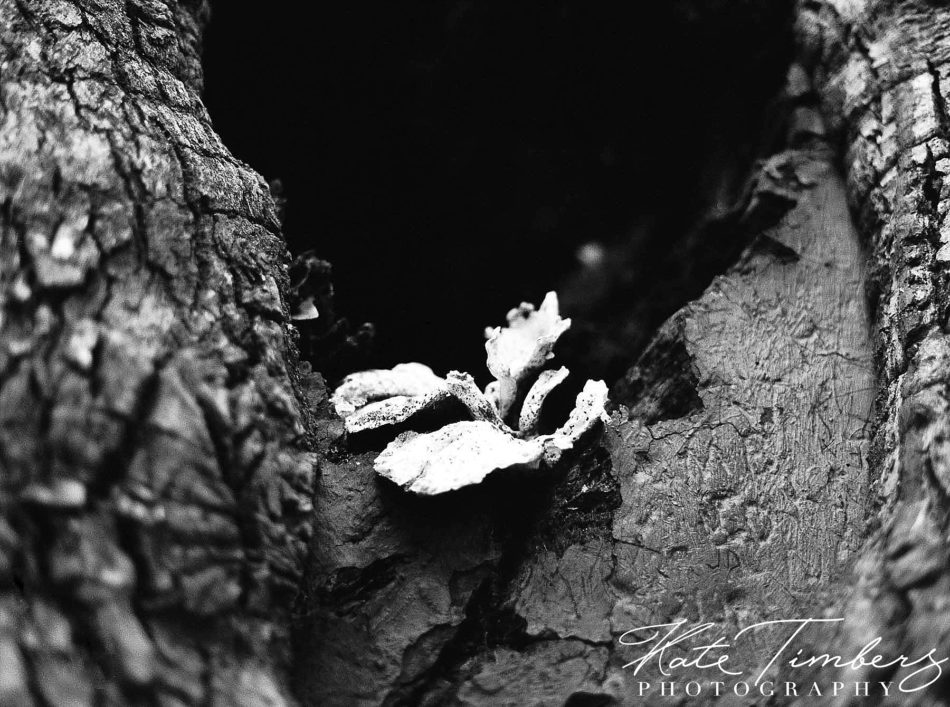 Tree bark and plant in Charleston, SC Kate Timbers Photography. http://katetimbers.com #katetimbersphotography // Charleston Photography // Inspiration