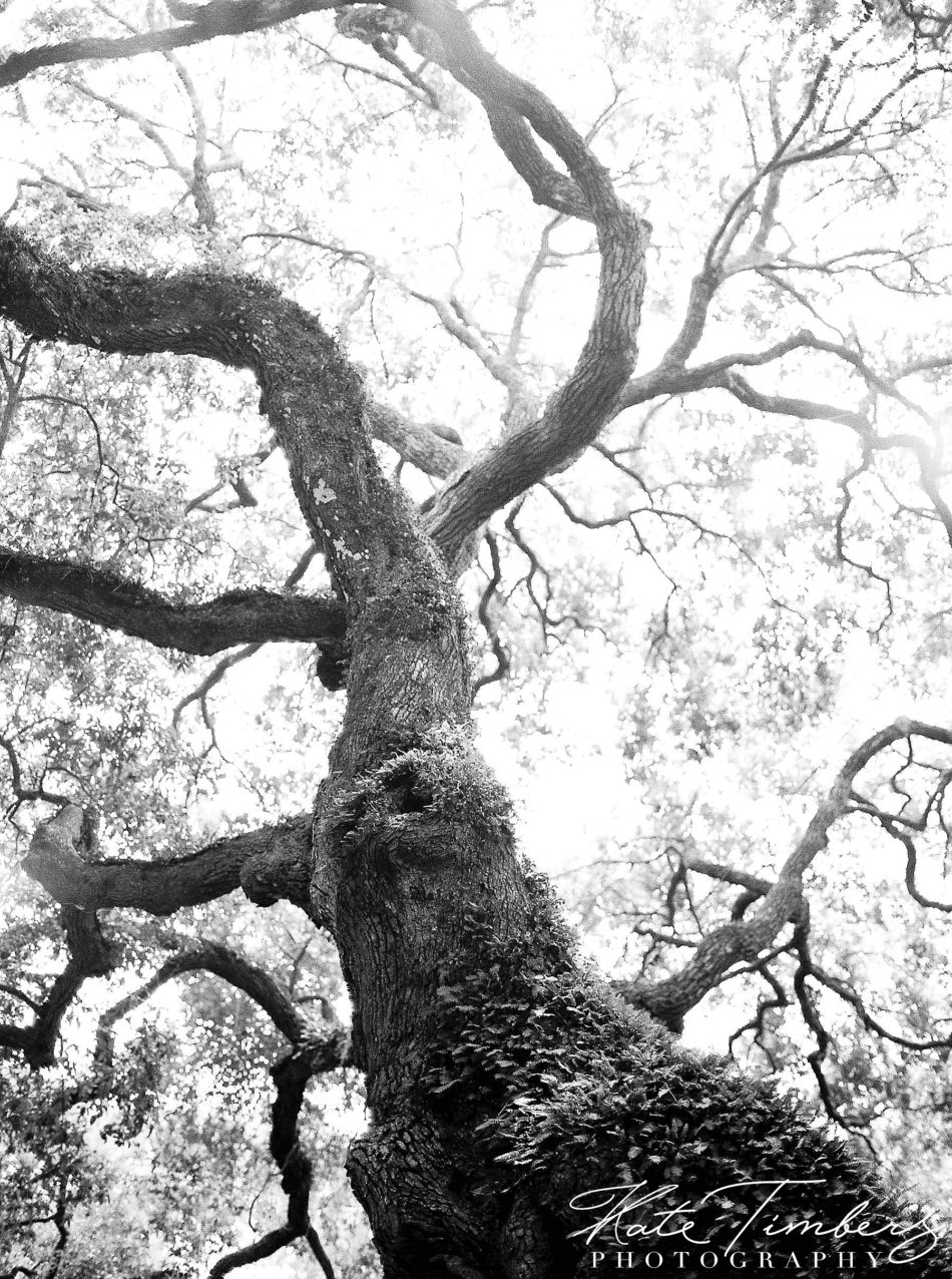 Tree branches of an oak tree in Charleston, SC Kate Timbers Photography. http://katetimbers.com #katetimbersphotography // Charleston Photography // Inspiration