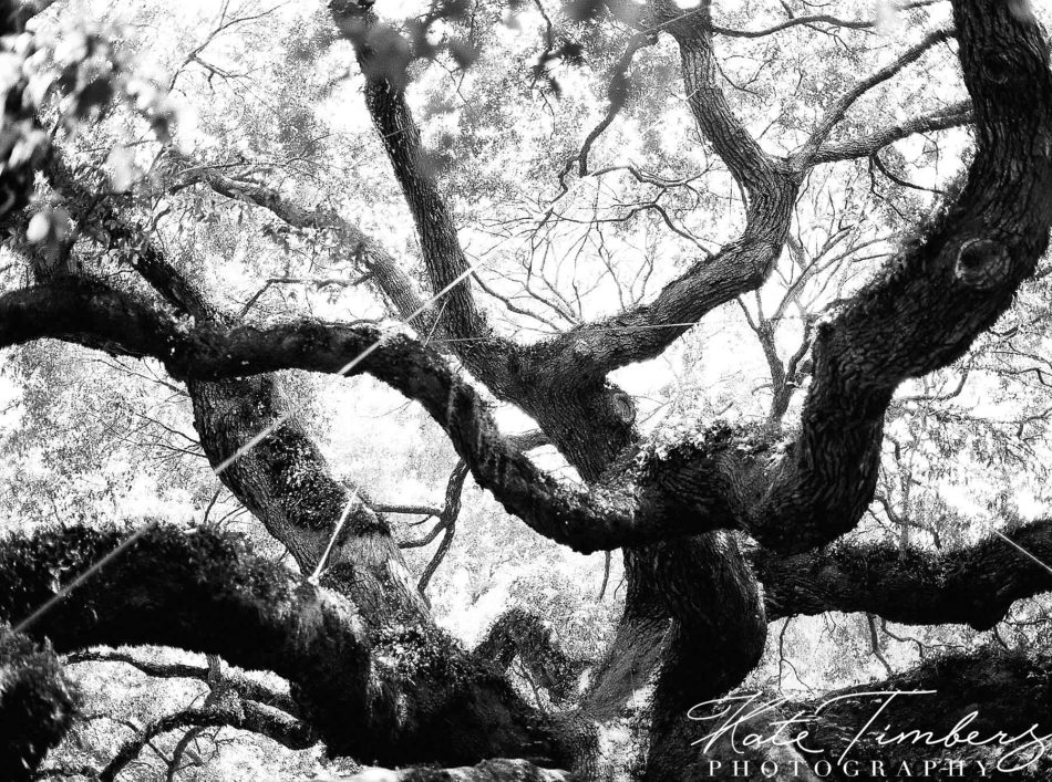 Tree branches of an oak tree in Charleston, SC Kate Timbers Photography. http://katetimbers.com #katetimbersphotography // Charleston Photography // Inspiration